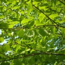 계수나무 이미지