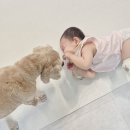 바른동물병원 | [대구24시동물병원] 바른동물의료센터 대구달서구동물병원 노령종양검사 후기