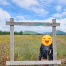 왓더플랜트 | 제주 보롬왓 메밀꽃 만개 시즌, 보롬왓에서 힐링한 하루
