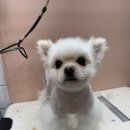 하이몽 애견미용실 이미지