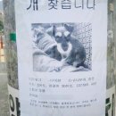 보고펫