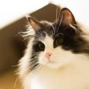 라가(RAGA) 이미지