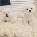 사계절 | 양면 강아지방석 추천 뭉연구소 반반 사계절 토퍼 후기 :)