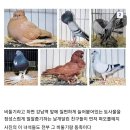 인간이 평생 공중제비만 돌게 만든 비둘기 롤러 이미지