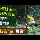 뚝갈과 마타리: 구별법, 효과, 재배 이미지