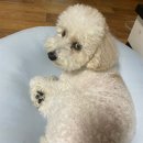고래성;냉면 이미지