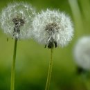 나만의 캘리그래피 이미지