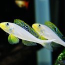 선플라워 이미지