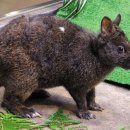 심심토끼 이미지