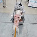 2023 하반기 부산반려동물박람회 방문기!