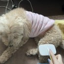 UR(전주시)-[아중로]-하-9 | [대학생일상] | 즐거웠던 전주 | 과외선생님과의 하루 | 음료 분다버그 - 핑크자몽 후기 |
