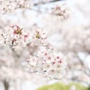 [생태체험] 맥도생태공원 - 4월 14일(일) 오전 | 부산 강서구 낙동강 30리 벚꽃축제 다녀왔어요 — 반차 낸 남편이랑 둘이서