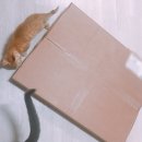 토라하우스 이미지