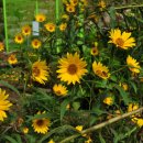 블루세이지 이미지