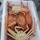 후포리수산물마트 | 한 번 맛보면 잊을 수 없어! 나나수산 울진대게, 매년 찾아야 할 맛