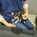 울디 동물병원 이미지