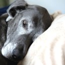 나는강아지 이미지