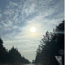 월령솔가 이미지