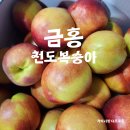 망고향이 나는 복숭아? 금홍 천도복숭아 이미지