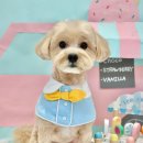 버디그루밍 이미지