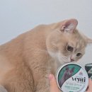 예원참치 | 벤티 고양이 주식캔 흰살참치 우리집 두 고양이 급여후기