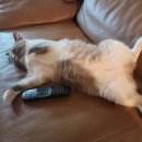 피자스쿨(장위고개점) 이미지