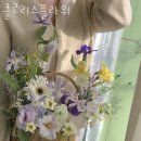 클로리스 이미지