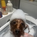 댕욕탕 | (매교 강아지 미용 ) 🐶댕욕탕