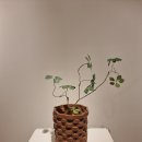 문화예술회관 제1전시실 | '잇수' 서산 지역 청년작가 공예 단체전 충남 서산시 문화회관 제 1전시실 문화예술공예 전시회 관람