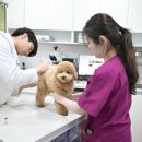 대우동물병원 이미지