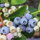 권오선농장 이미지