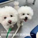 전남대학교 동물병원 | 강아지 담낭슬러지 보조제 급여전 정밀초음파 해봤슨