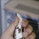프루븐 이미지