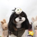 나나애견미용 이미지