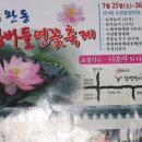 수완동 왕버들 이미지