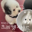 대전실사 | 대전 은행동 카페: 포차코 실사판 • 크리켓사운드 • 솔직후기