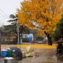 원조안의갈비 삼일식당 이미지