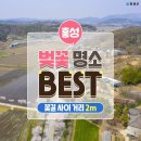 홍성 벚꽃 명소 BEST 이미지