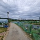창평동 지석묘군 이미지