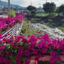 금산천 데크길 이미지