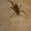 쓰레기 없애기의 시작 - 환경 지킴의 작은 실천 | 곱등이 퇴치 나오는 이유 꼽등이 방안에