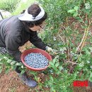 이창근농장 이미지