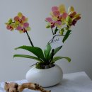 리무(RIMU) 이미지