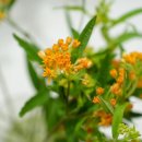 꽃으로 힐링하는 플라워 클래스 이미지