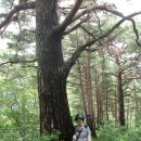 금강송 생태경영림 이미지