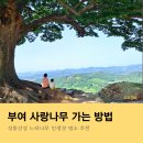 만뢰산휴게소 | 부여 성흥산성 사랑나무 가는방법 인생샷명소 추천