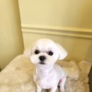 늘, 예쁘개 이미지