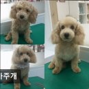 까가주개 네이버블로그