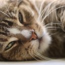 고양이 수염 이미지