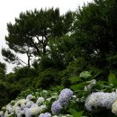 카멜리아힐 이미지